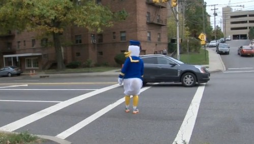 duck-decoy