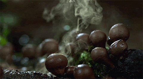 chill-shroom