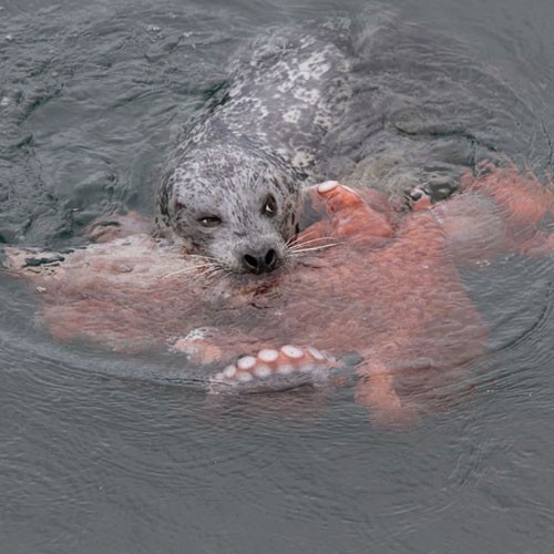 Harbor Seal Vs Giant Octopus