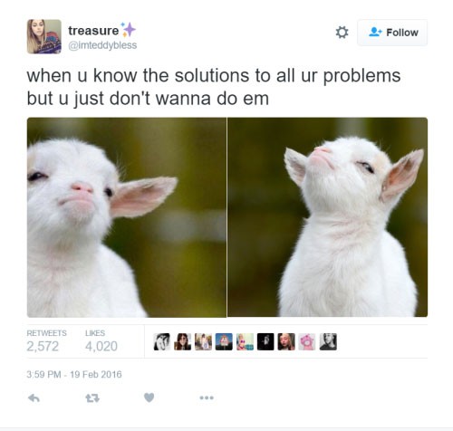 Cute Cat Memes For Kids Cute Cat Memes For Kids